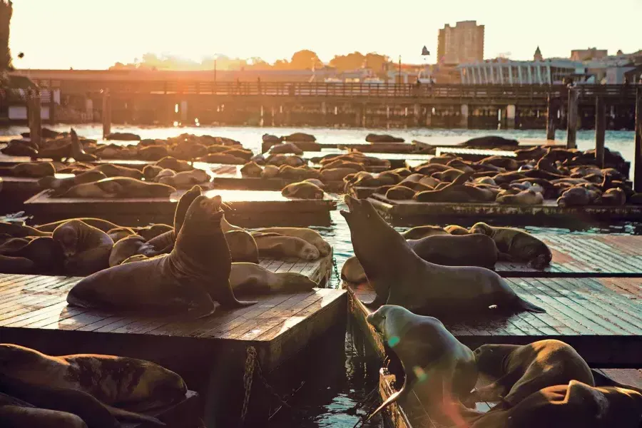 I leoni marini riposano sul molo K del PIER 39 al Sunset